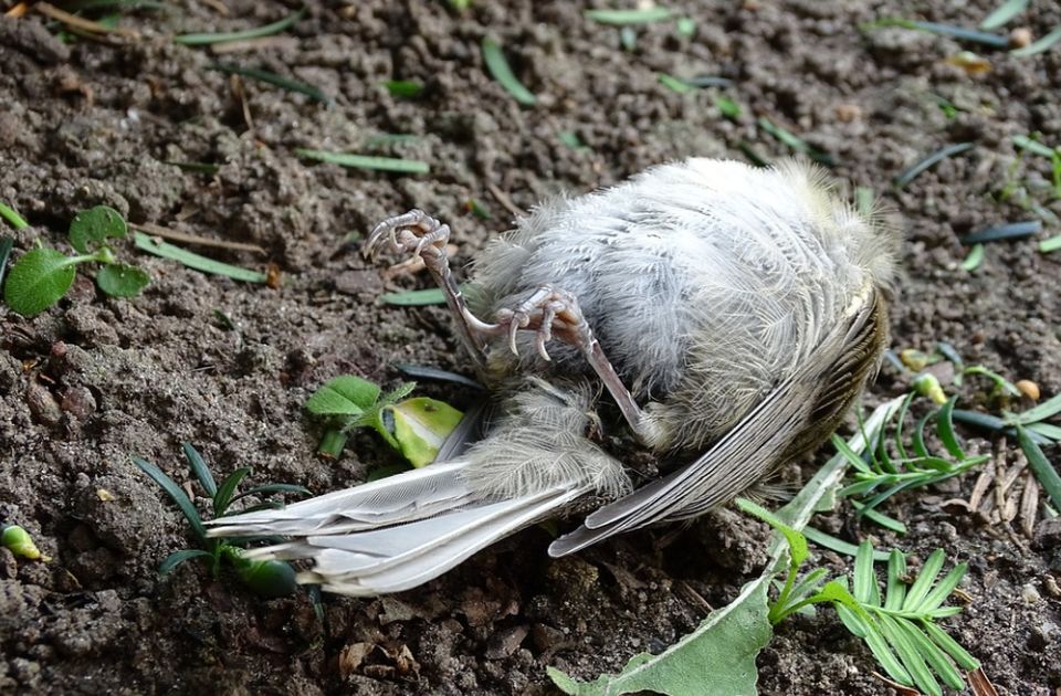 U blizini Vršca pronađeno 11 mrtvih ptica, među kojima i retke vrste 