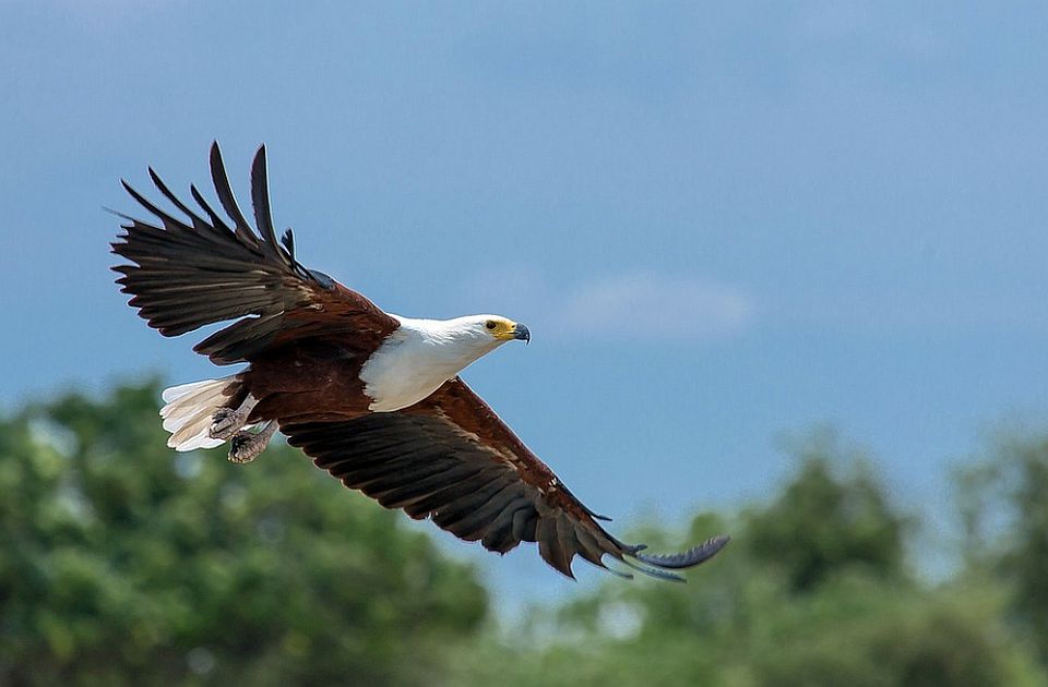 Kod Selenče pronađeno pet uginulih orlova belorepana, vrste koja je strogo zaštićena