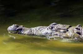 Sa kineske farme pobeglo više desetina krokodila, vlasti nemaju pojma gde su