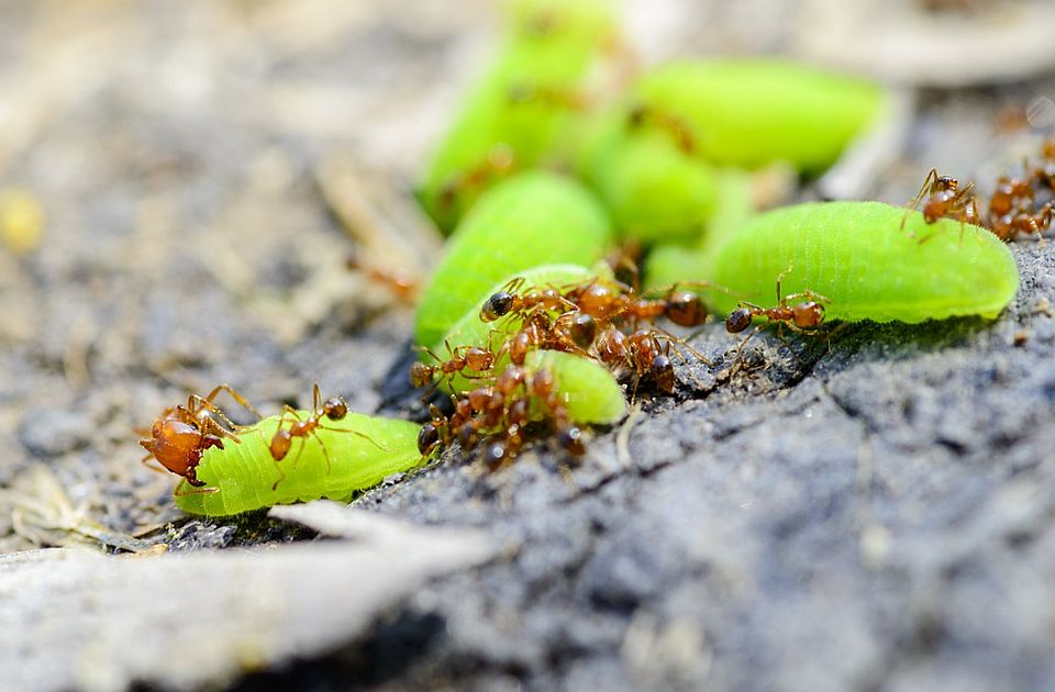 Jedna od najgorih vrsta mrava stigla u Evropu
