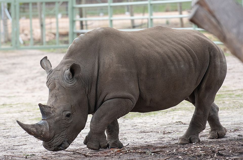Nosorog ubio radnicu zoo vrta u Salcburgu