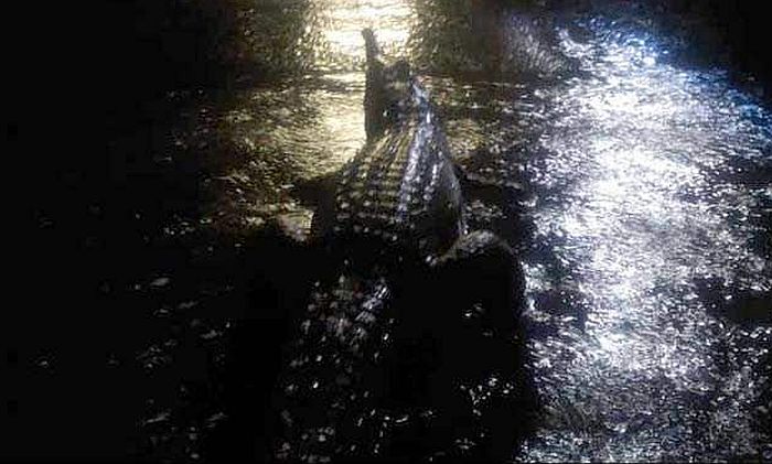 VIDEO: Katastrofalne poplave u Australiji, zmije i krokodili plivaju ulicama 