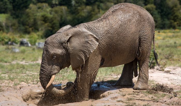  Slon ubijen zbog kljova u Kambodži, ostalo ih manje od 500