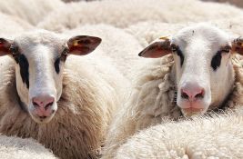 Roditelji prijavili četiri ovce za upis u školu kako bi sprečili njeno zatvaranje