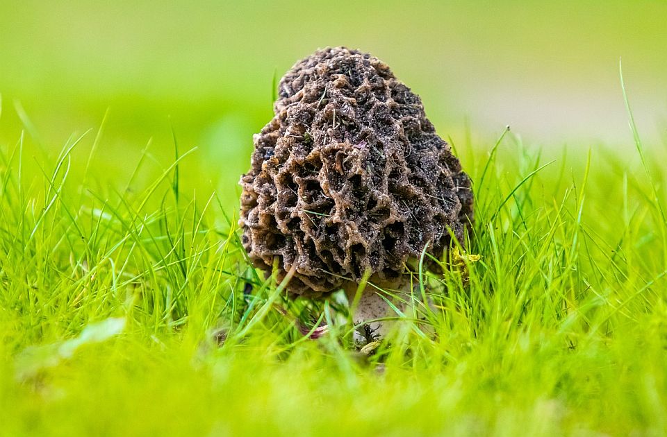 U Turskoj pronađena gljiva teška čak 13 kilograma