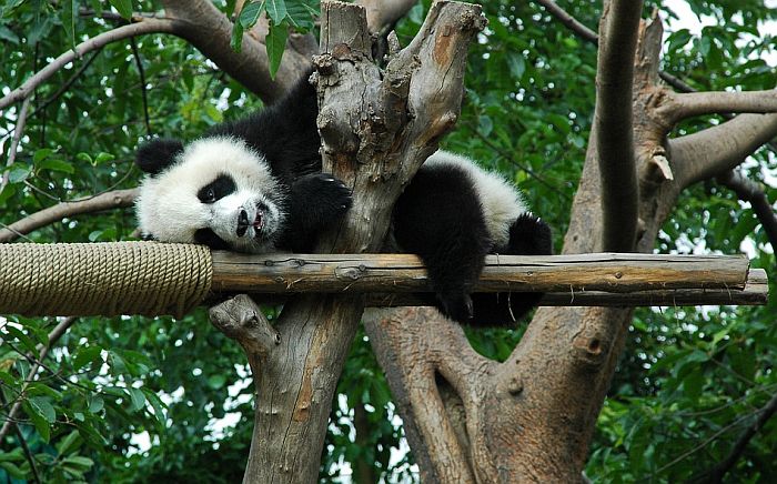 Sve više džinovskih pandi, ali sve manje staništa