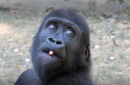 VIDEO: Mala gorila Zejtin spasena od švercera u Turskoj sada se vraća kući u Nigeriju