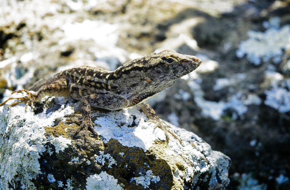 Ženke guštera u Nju Orleansu otporne na olovo Ženke guštera u Nju Orleansu otporne na olovo