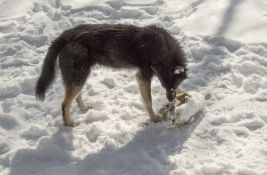 Genetika pasa iz Černobilja drugačija od drugih pasa