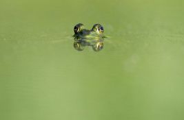 Osam biljaka i životinja zaštićeno: Zabranjeno sakupljanje male zelene žabe, određenih puževa...