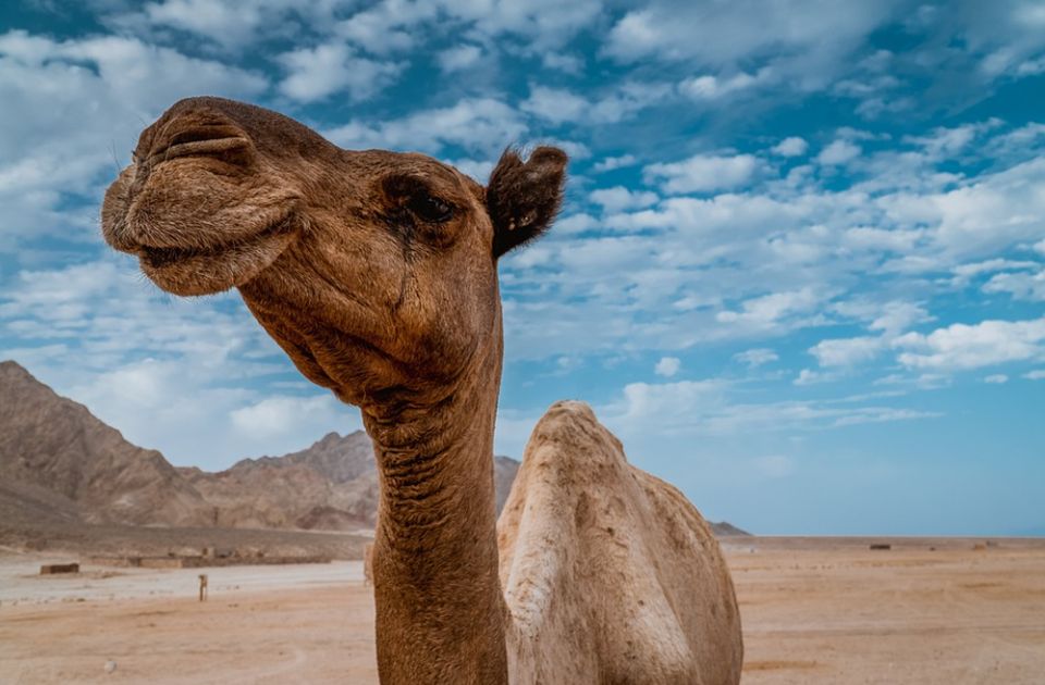 VIDEO: Kloniranje kamila doživljava procvat u Dubaiju