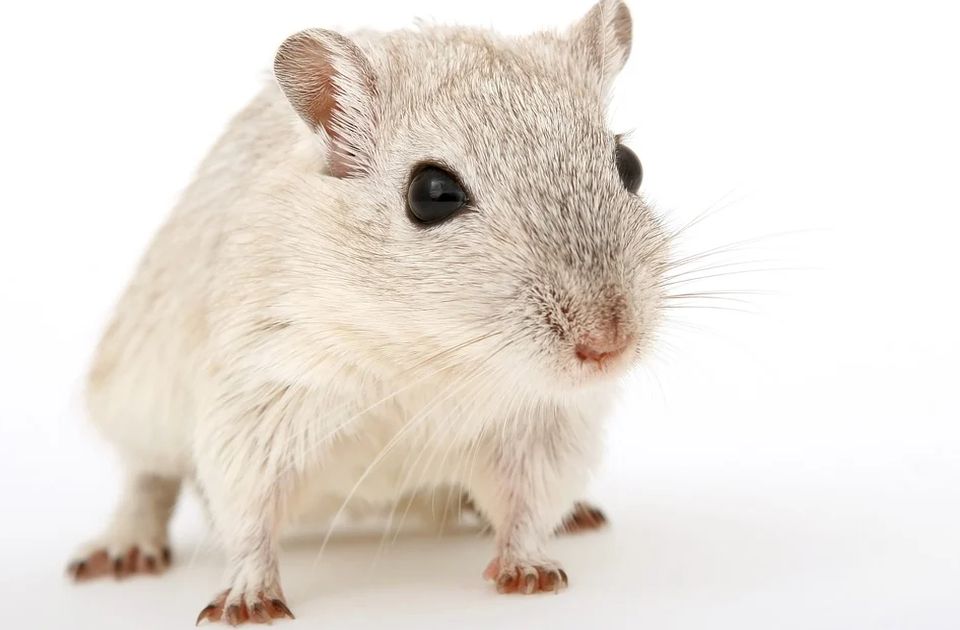 Naučnici napili miševe - da bi napravili injekciju protiv mamurluka