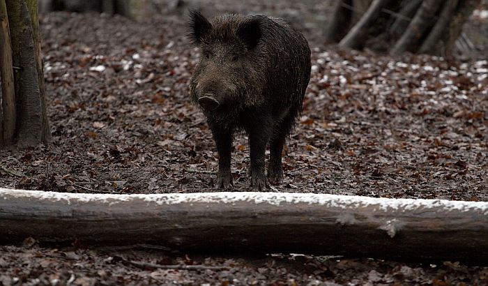 Afrička kuga kod divljih svinja u istočnoj Srbiji