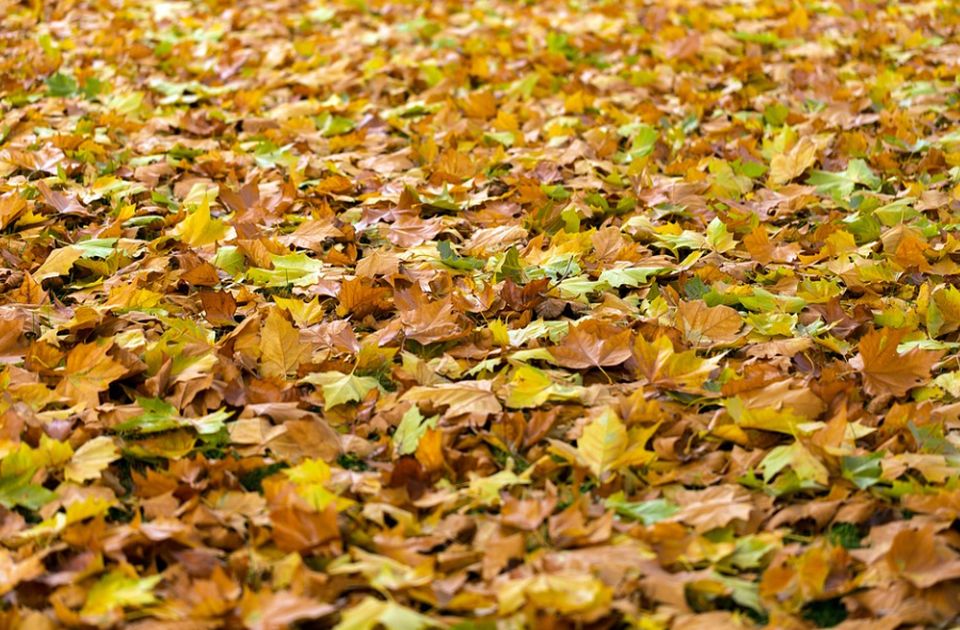 Odabrani inženjeri za analizu: Da li se "Zelenilu" isplati da pokrene pogon za preradu biootpada?