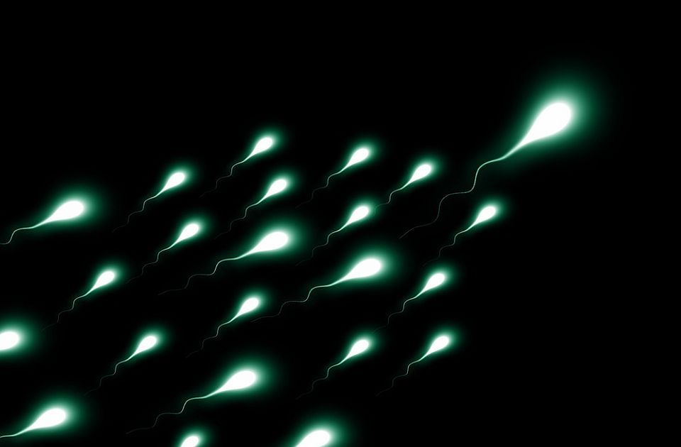 VIDEO Naučnici utvrdili: Spermatozoidi ignorišu jedan važan fizički zakon