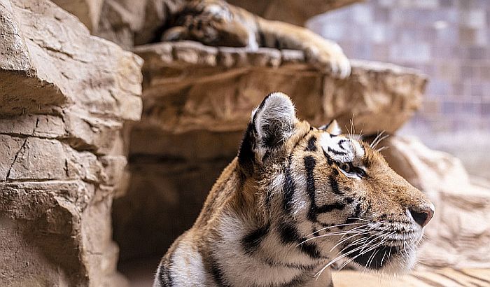 Atinski Zoo vrt bez prihoda a treba hraniti 2.000 životinja