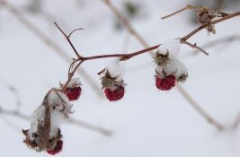 Mraz i sneg oštetili voće i povrće u okolini Čačka, Ivanjice i Kraljeva 