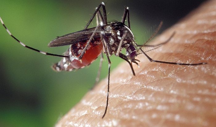 Prskanje komaraca u Novom Sadu od 22. aprila