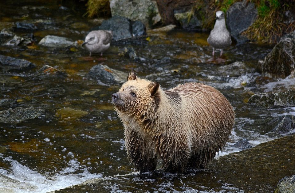 Ženu u Montani ubio grizli, u toku potraga za medvedom