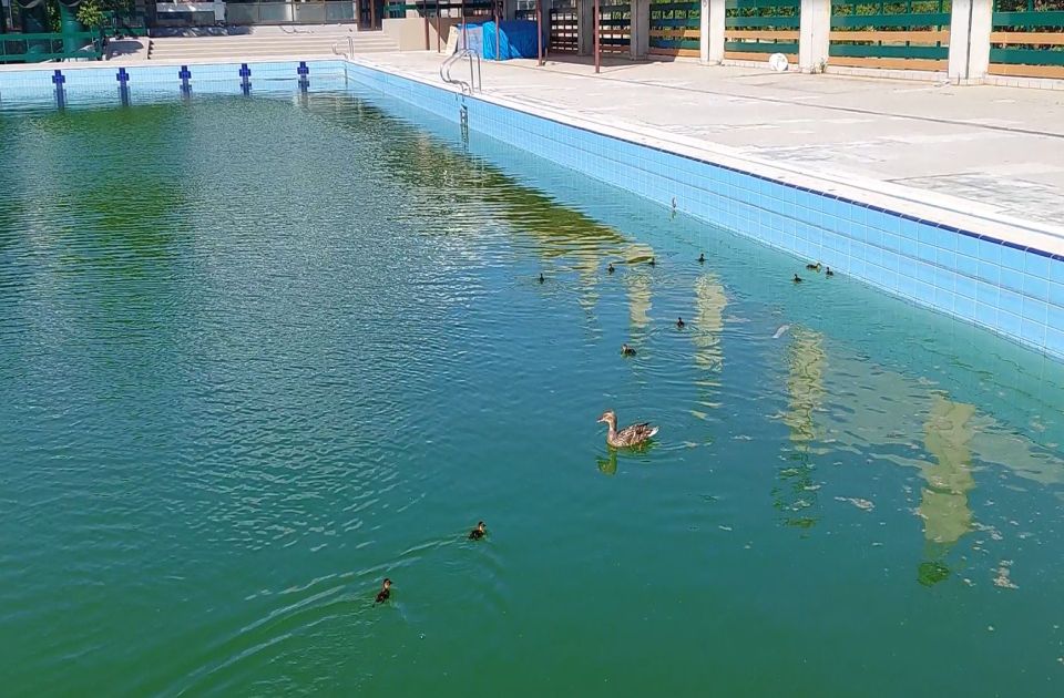 VIDEO: Patka s pačićima na plivanju na Spensu, stručnjaci zbrinuli neočekivane "goste"