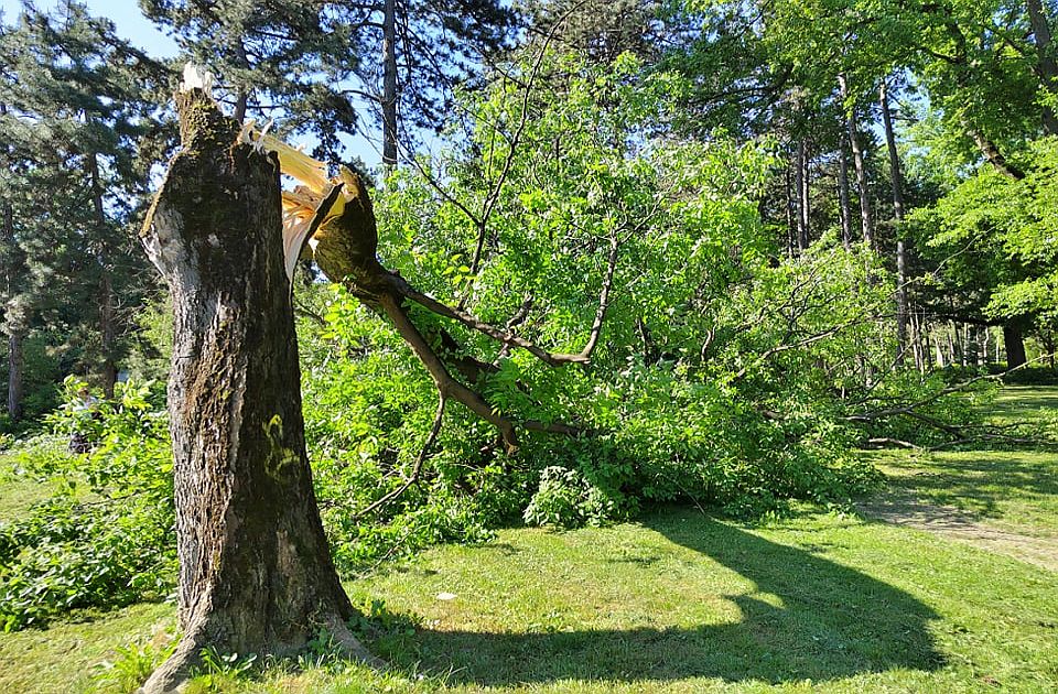 FOTO: Vetar polomio stablo u Futoškom parku 