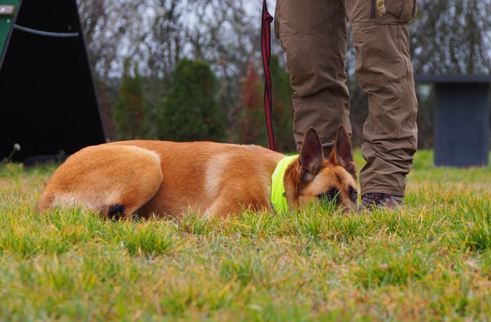Italija uvodi obaveznu DNK registraciju pasa: Da se lakše kazni onaj ko ne čisti za svojim ljubimcem