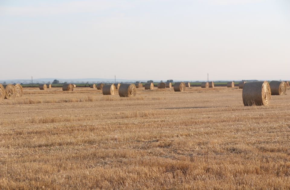 Za zakup državnih njiva u Bačkoj paori davali i po 750 evra