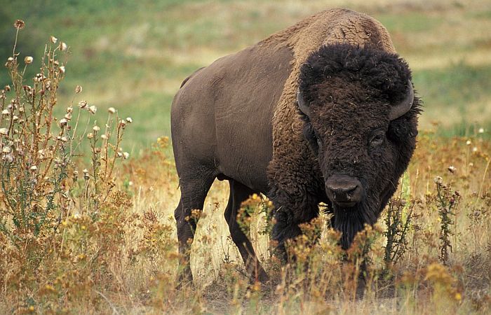 Jeloustoun organizovao ubijanje 442 bizona