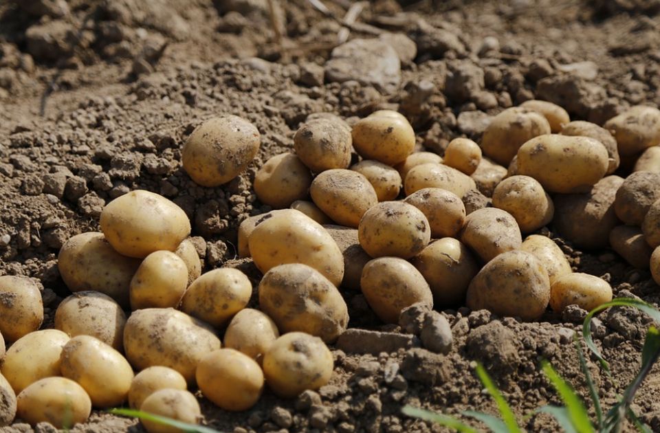 Krompir skoro 300 odsto skuplji nego prošle godine - zašto?