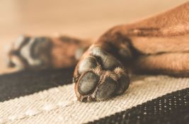 Uginuli psi nađeni na deponiji kod Pančevačkog mosta