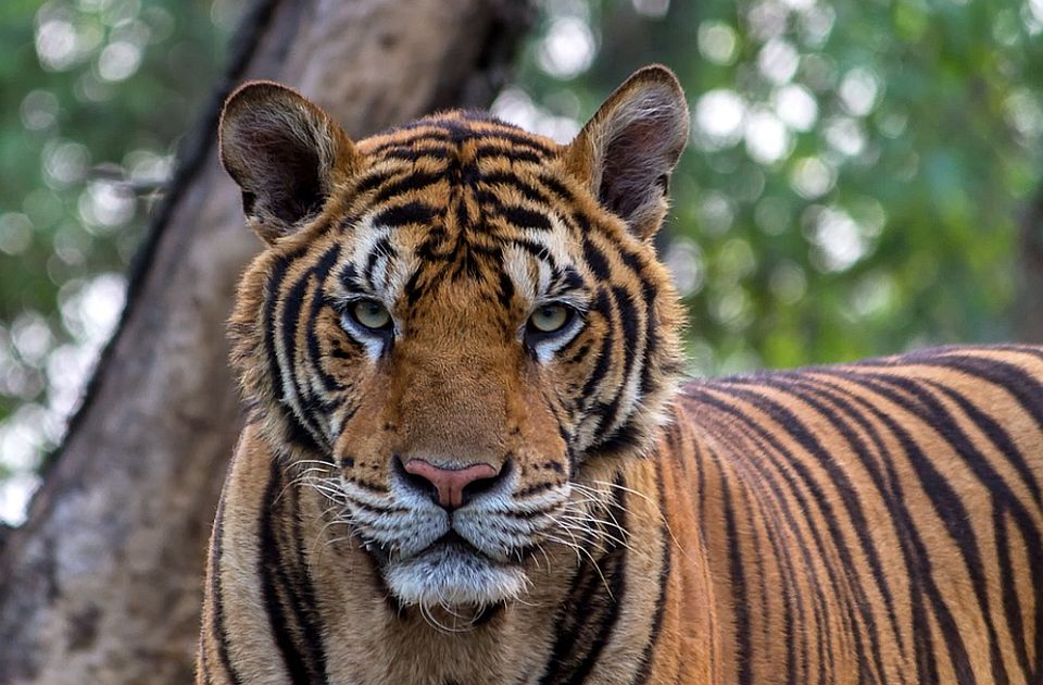 Uhapšen učesnik "Velikog brata" zbog priveska od tigrove kandže - životinje koja je ugrožena