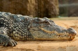 Prvi takav slučaj: Ženka krokodila samostalno zatrudnela