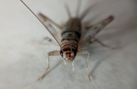 Novosadski profesor objašnjava: Koliko je Srbija daleko od uvođenja insekata u ishranu?