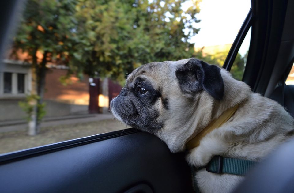 Istraživanje: Psi su opušteniji kada putuju električnim automobilom