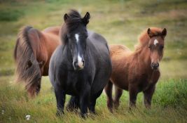 Na oko šest sati vožnje od Novog Sada: Mesto sa skoro 1.000 divljih konja u netaknutoj prirodi
