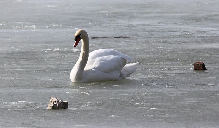 Spasen labud na zaleđenom jezeru u Zrenjaninu 
