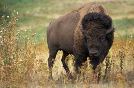 Nakon hiljadu godina bizoni ponovo slobodni u Velikoj Britaniji