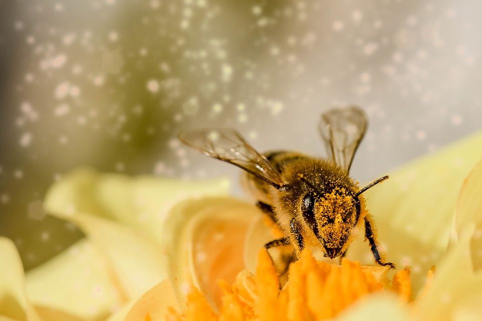 Naučnici treniraju pčele da otkrivaju koronu