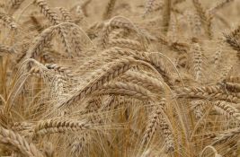 Poljska suspendovala uvoz ukrajinskog žita do jula