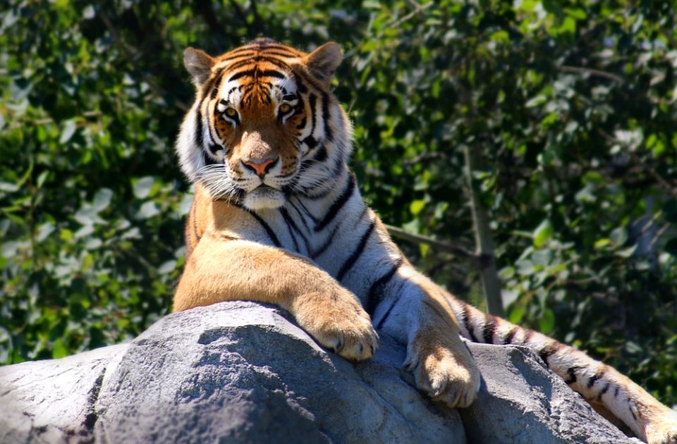 Indija za pet decenija značajno povećala broj tigrova - ali sad nema gde da ih čuva