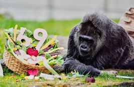 VIDEO: Najstarija gorila u zatočeništvu proslavila 69. rođendan, dobila gozbu od povrća