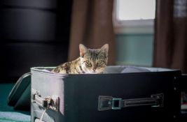 Tigrovi, aligatori, paunovi, patke: Širom sveta bogati troše ogroman novac da presele svoje kućne ljubimce