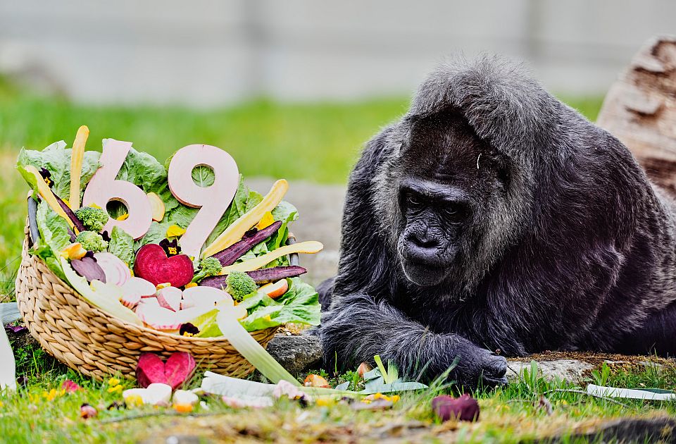 VIDEO: Najstarija gorila u zatočeništvu proslavila 69. rođendan, dobila gozbu od povrća