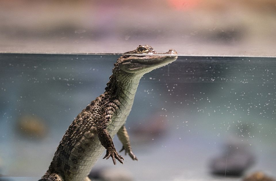 Igraonica za mališane "Bio jednom jedan Kroko-doko-dil" u nedelju u Muzeju Vojvodine