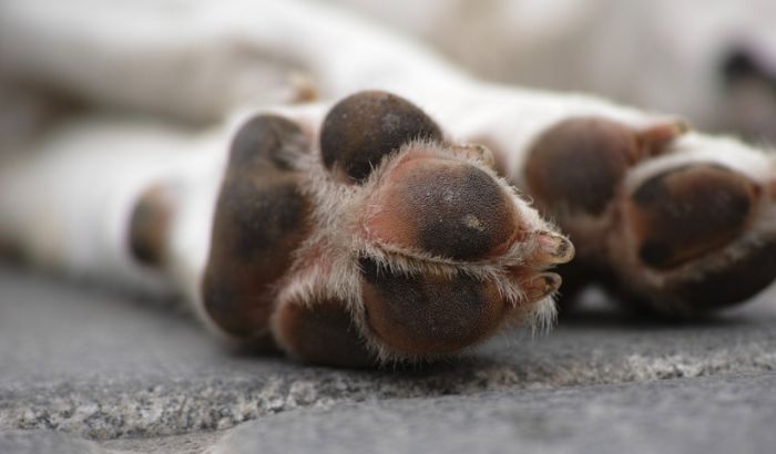 Veterinar otkrio najtužniju stvar koju životinje rade pre smrti