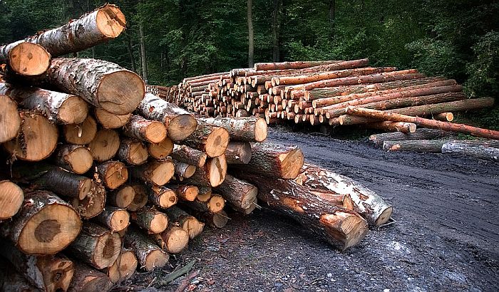 Drvnu građu uvozimo, a četvrtina Srbije pod šumom