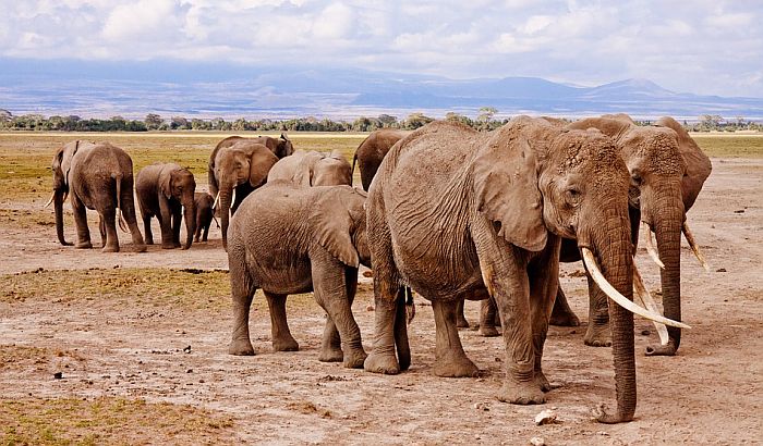 Najmanje 55 slonova umrlo od gladi u nacionalnom parku u Zimbabveu