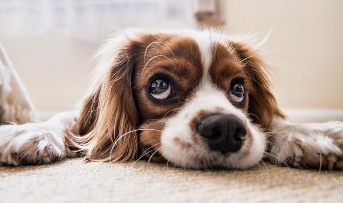 Psi svesno prave tužne poglede kako bi privukli pažnju
