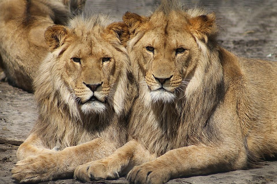 Dva lava u ZOO vrtu u Zagrebu zaražena kovidom