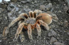 FOTO Preko hiljadu tarantula pronađeno u paketima keksa na aerodromu u Kelnu
